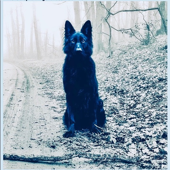 Meet your Posher, David - Picture 1 of 1